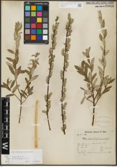Foto von Salix repens subsp. incubacea (L.) A. Neumann